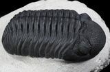 Awesome Phacopid Trilobite - Superb Specimen #36599-1
